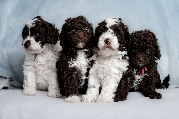 Marana Magic Cavoodles/Theodores
