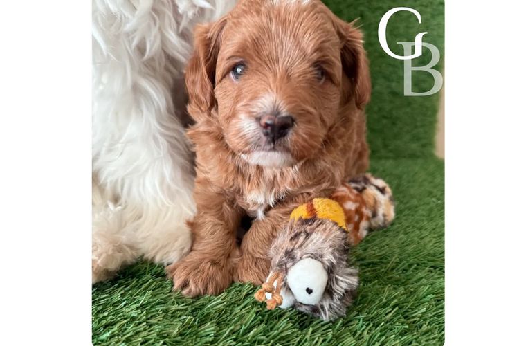Paws & Co Cavapoochon