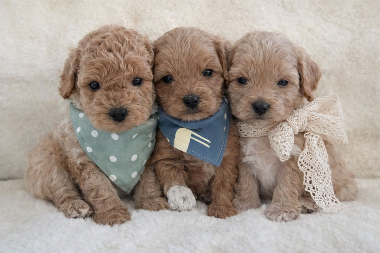 Paws & Co Cavapoochon