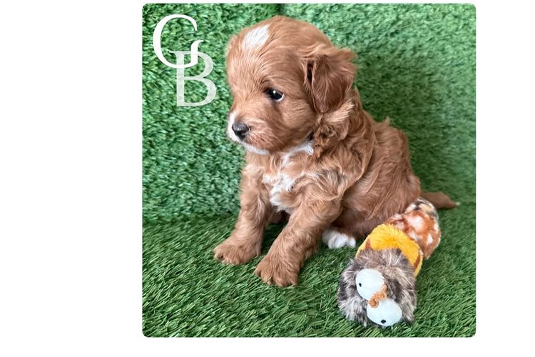 Paws & Co Cavapoochon