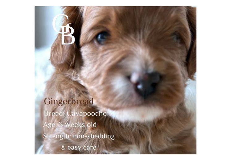 Paws & Co Cavapoochon
