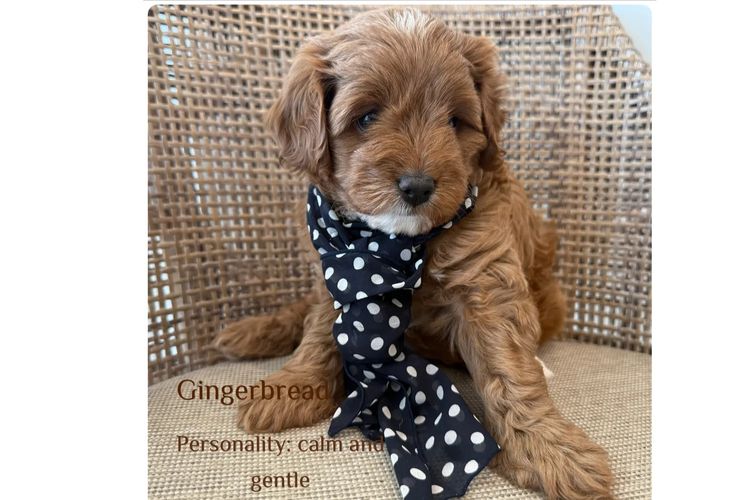 Paws & Co Cavapoochon