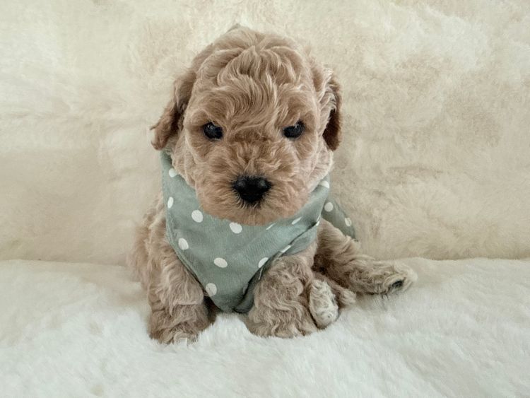 Paws & Co Cavapoochon