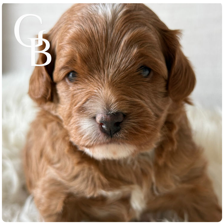 Paws & Co Cavapoochon