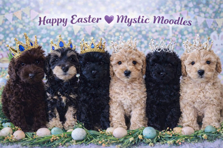 Mystic Moodles