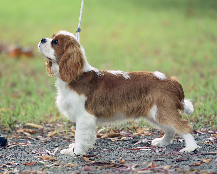 Tarracavies Cavalier Kings Charles Spaniels (ANKC) Victoria