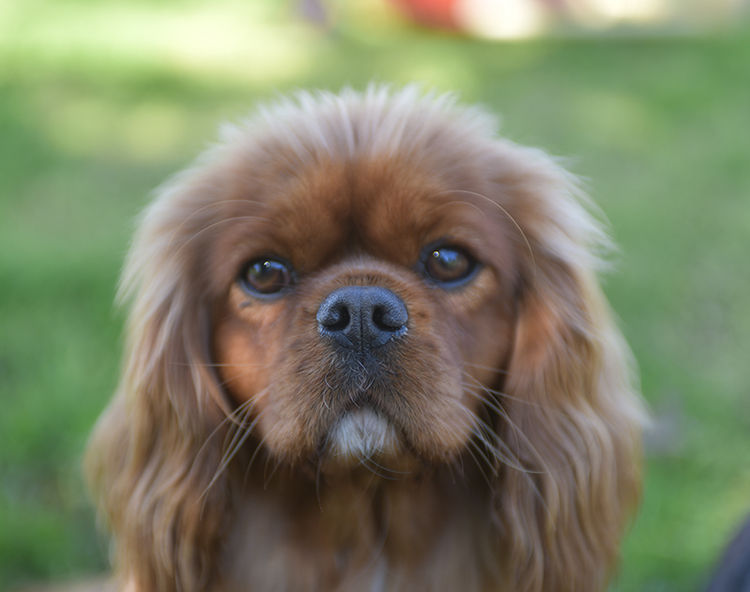 Tarracavies Cavalier Kings Charles Spaniels (ANKC) Victoria