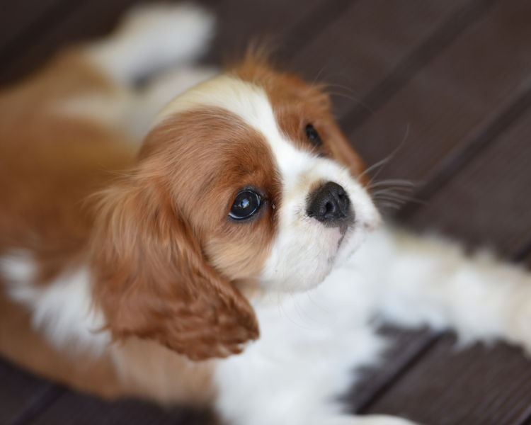 Tarracavies Cavalier Kings Charles Spaniels (ANKC) Victoria