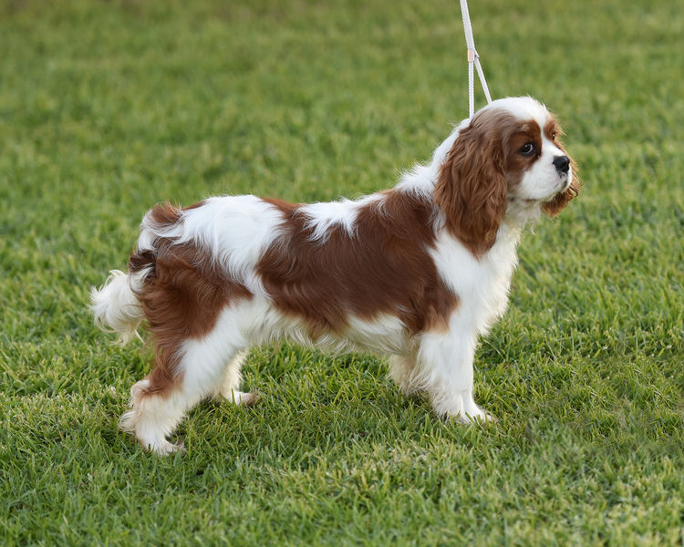 Tarracavies Cavalier Kings Charles Spaniels (ANKC) Victoria