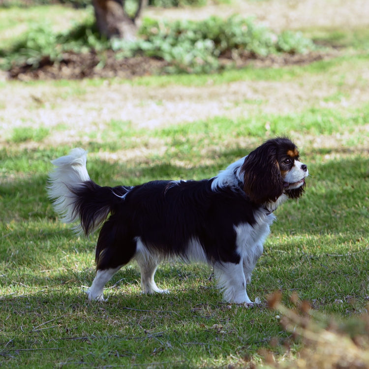 Tarracavies Cavalier Kings Charles Spaniels (ANKC) Victoria