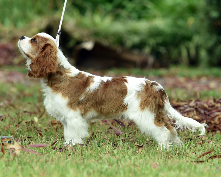 Tarracavies Cavalier Kings Charles Spaniels (ANKC) Victoria