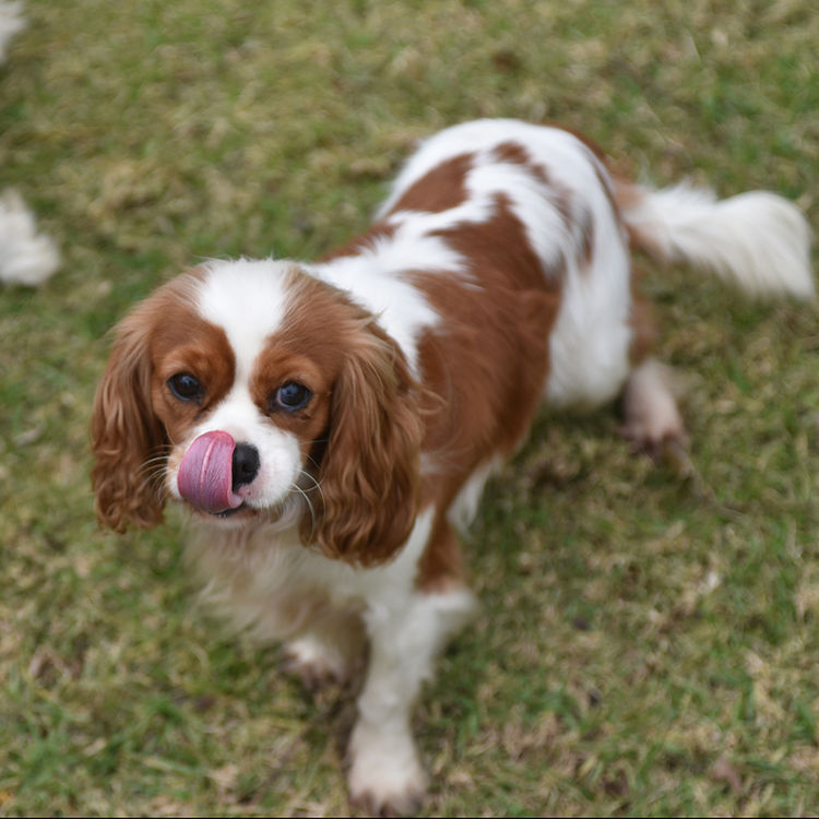 Tarracavies Cavalier Kings Charles Spaniels (ANKC) Victoria