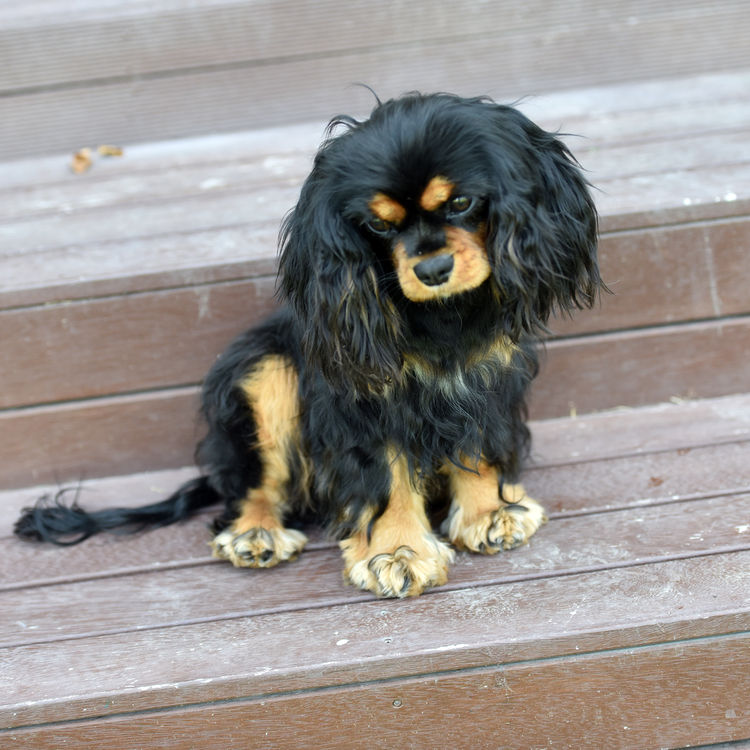 Tarracavies Cavalier Kings Charles Spaniels (ANKC) Victoria
