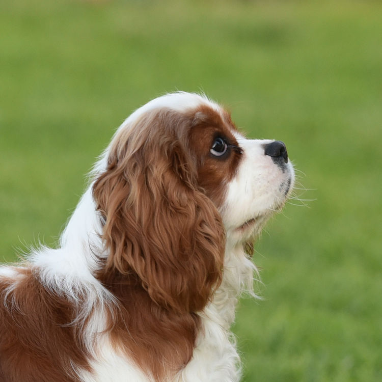 Tarracavies Cavalier Kings Charles Spaniels (ANKC) Victoria