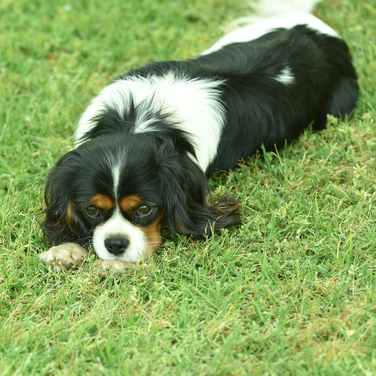 Tarracavies Cavalier Kings Charles Spaniels (ANKC) Victoria