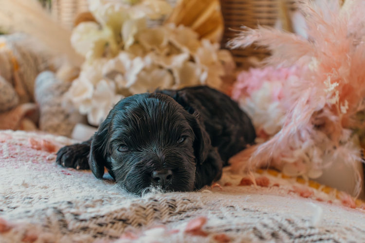 Blossom Acres Theodores & Cavoodles