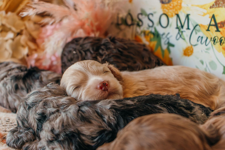 Blossom Acres Theodores & Cavoodles