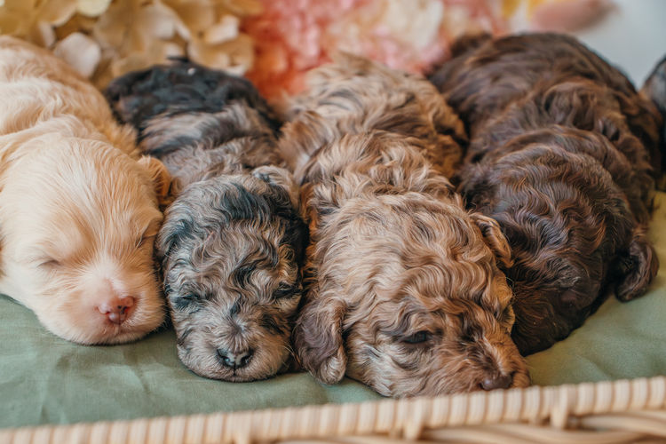Blossom Acres Theodores & Cavoodles