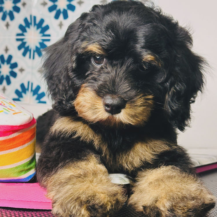 Blossom Acres Theodores & Cavoodles
