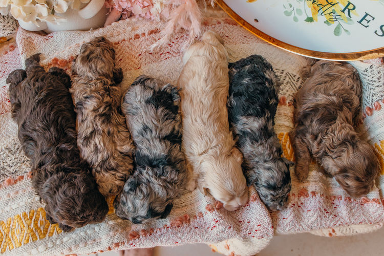 Blossom Acres Theodores & Cavoodles