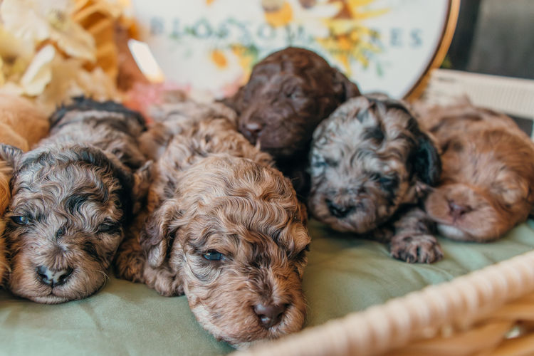 Blossom Acres Theodores & Cavoodles