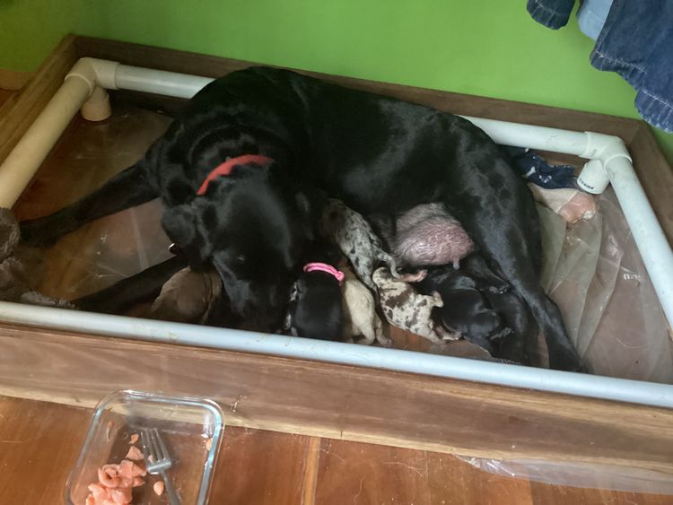 Alba Oodles - First Generation  Labradoodles