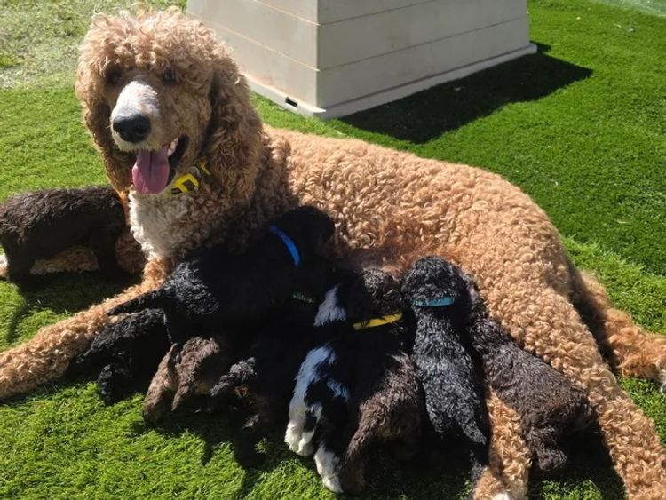 Moyen Poodles of Adelaide
