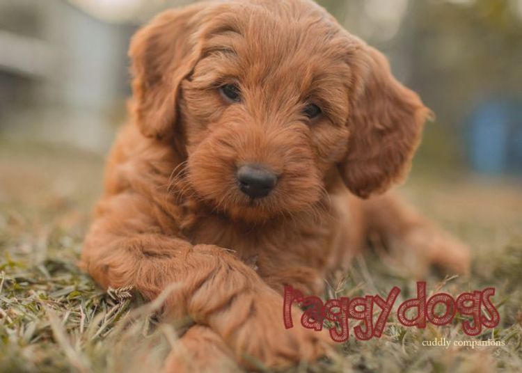 Raggy Dogs Mini Groodle Puppies and Stud Services Sydney