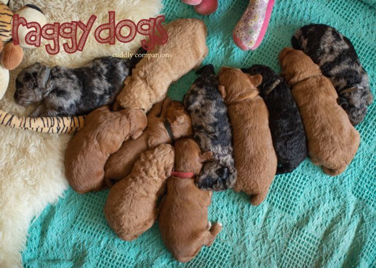 Raggy Dogs Mini Groodle Puppies and Stud Services Sydney