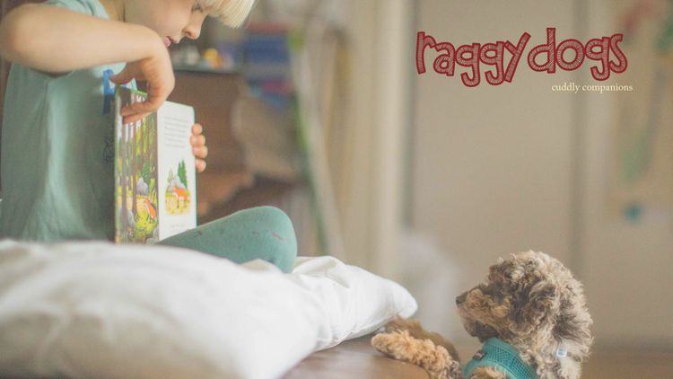 Raggy Dogs Mini Groodle Puppies and Stud Services Sydney