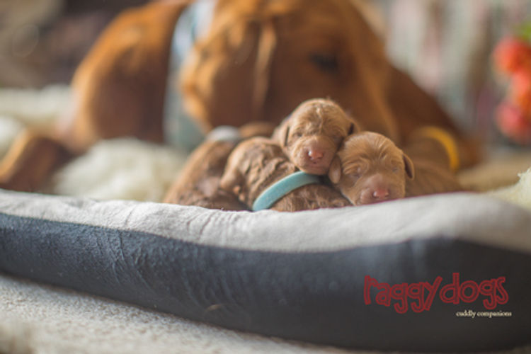 Raggy Dogs Mini Groodle Puppies and Stud Services Sydney