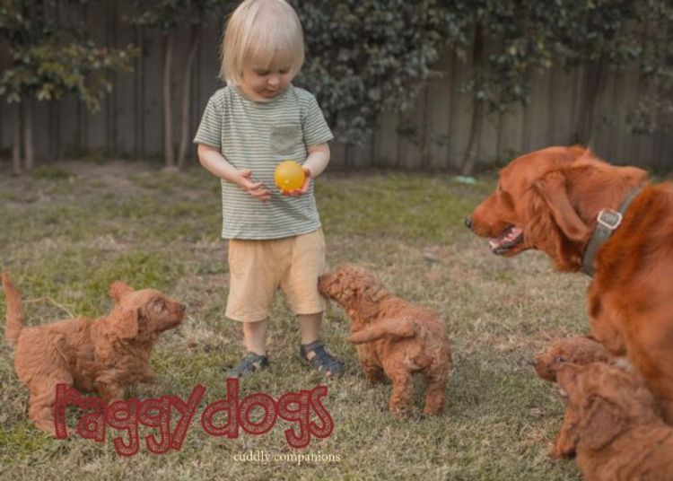 Raggy Dogs Mini Groodle Puppies and Stud Services Sydney