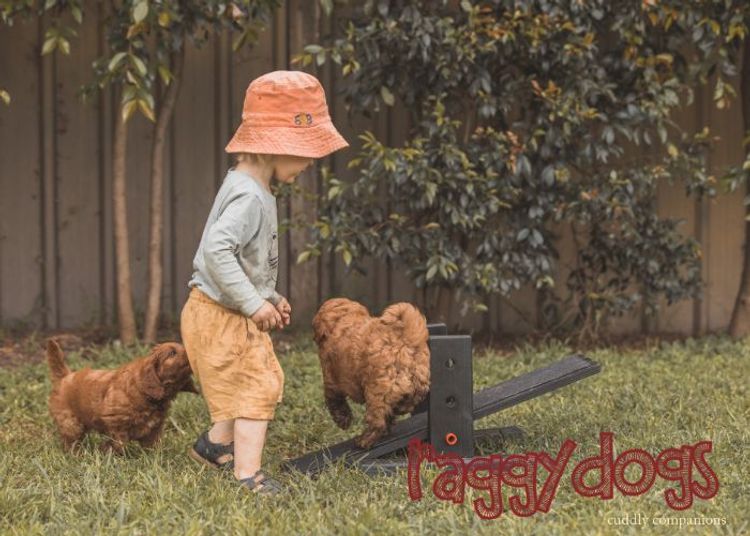 Raggy Dogs Mini Groodle Puppies and Stud Services Sydney
