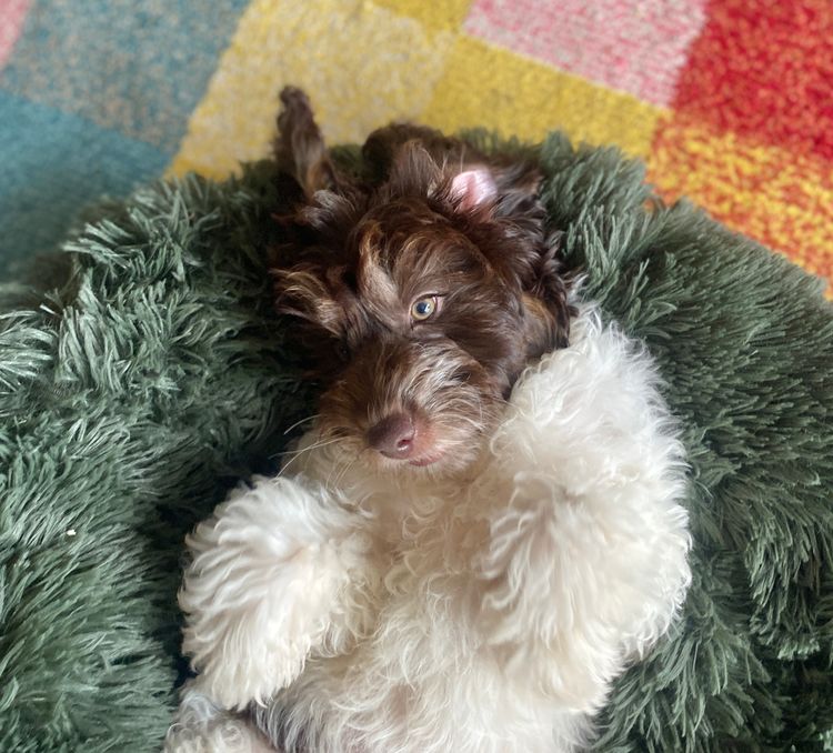 Raggy Dogs Mini Groodle Puppies and Stud Services Sydney