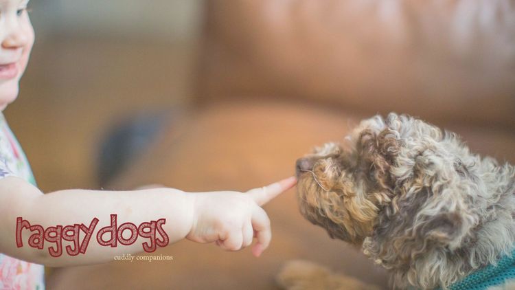 Raggy Dogs Mini Groodle Puppies and Stud Services Sydney