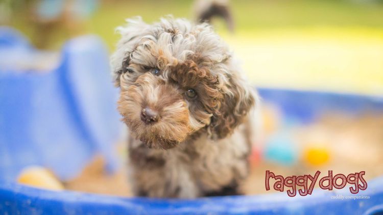Raggy Dogs Mini Groodle Puppies and Stud Services Sydney