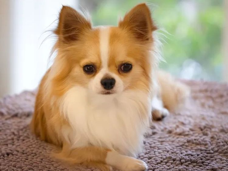 Yolliechi Chihuahuas