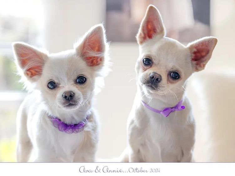 Yolliechi Chihuahuas