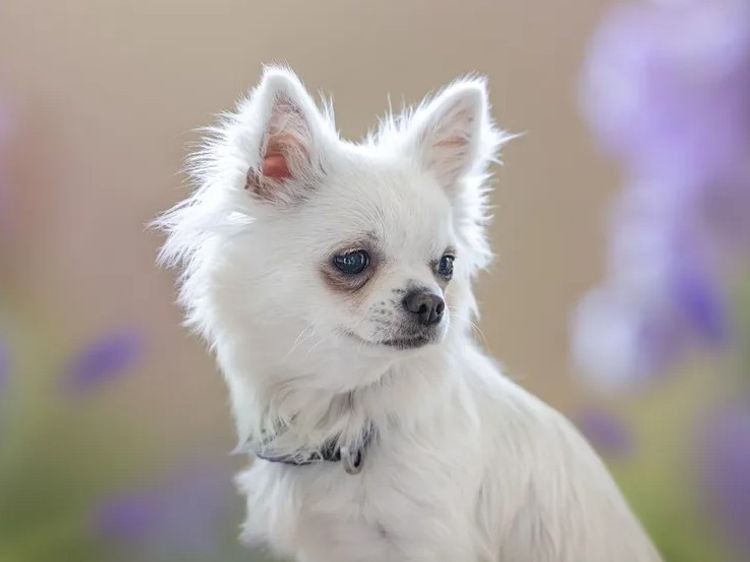 Yolliechi Chihuahuas