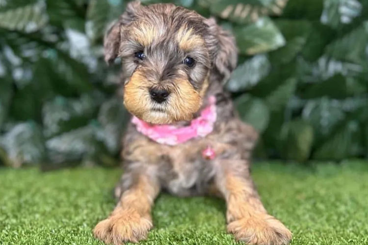 Country Canine Co. - Schnoodle