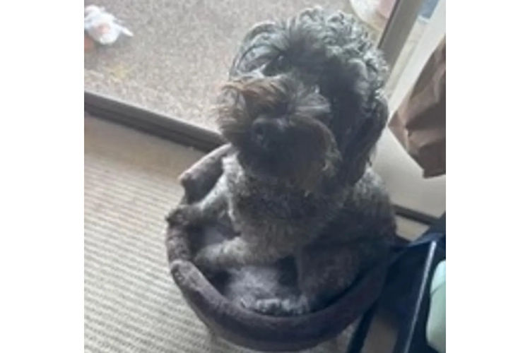 Country Canine Co. - Schnoodle