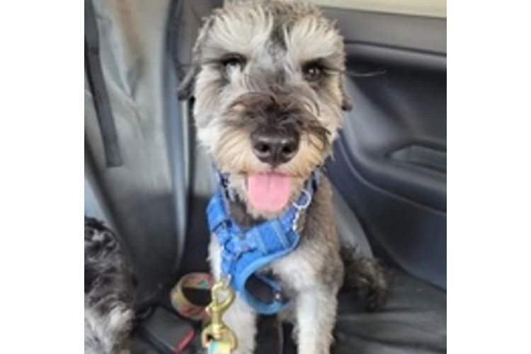 Country Canine Co. - Schnoodle