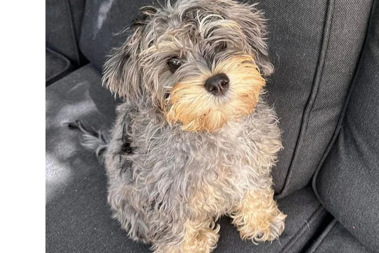 Country Canine Co. - Schnoodle