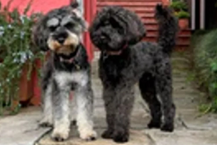 Country Canine Co. - Schnoodle