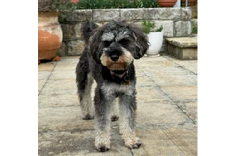 Country Canine Co. - Schnoodle