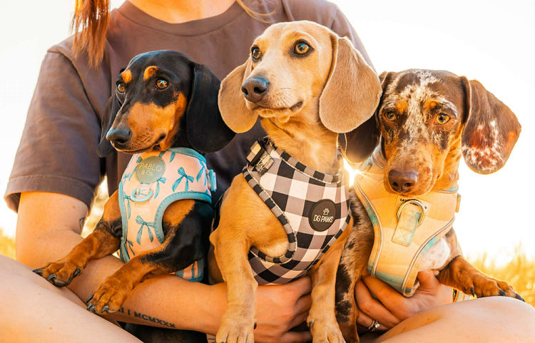 LunaAyla Mini Dachshunds