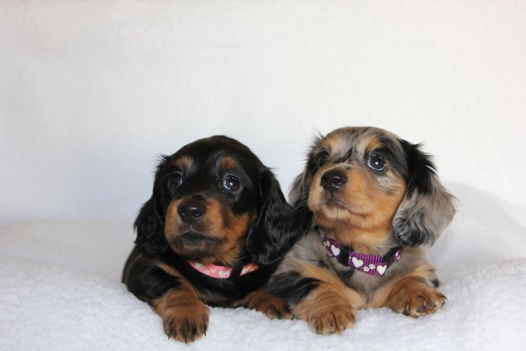 LunaAyla Mini Dachshunds