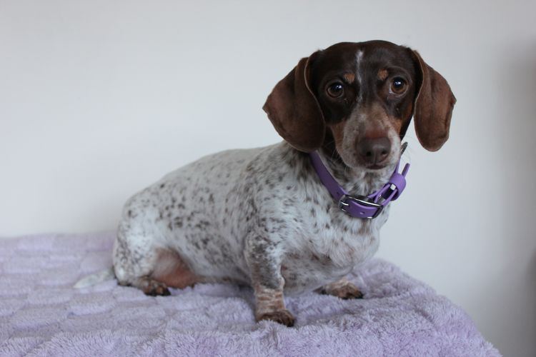 LunaAyla Mini Dachshunds