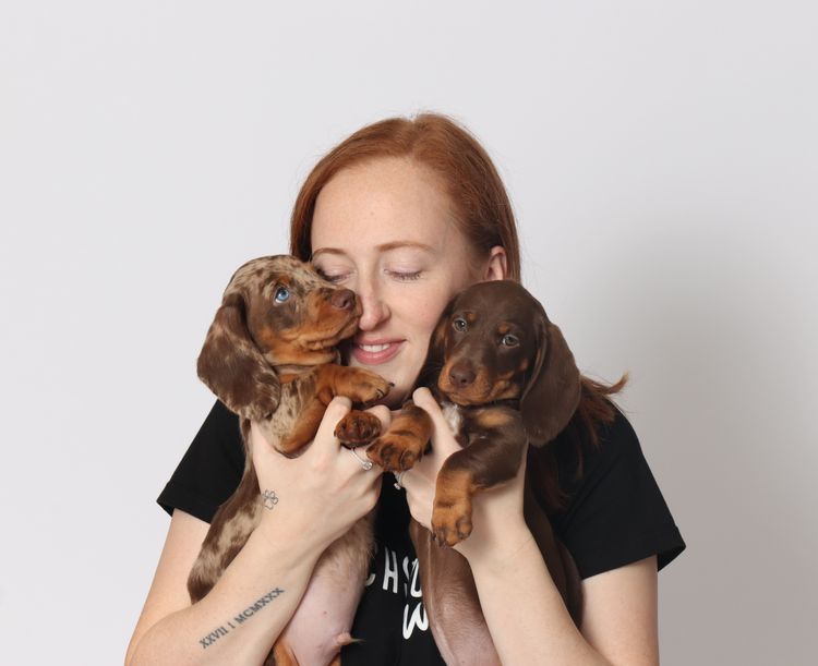 LunaAyla Mini Dachshunds