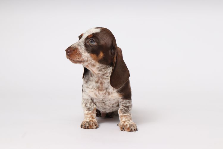LunaAyla Mini Dachshunds